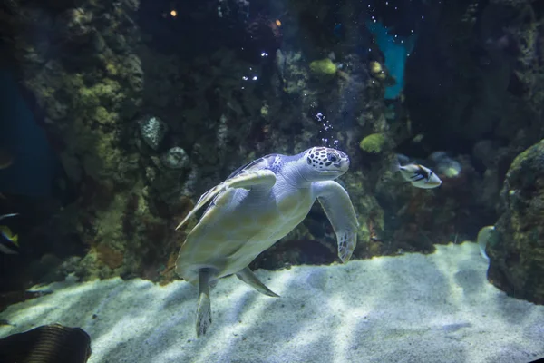 Морские Черепахи Рыбы Плавающие Водой Между Кораллами — стоковое фото