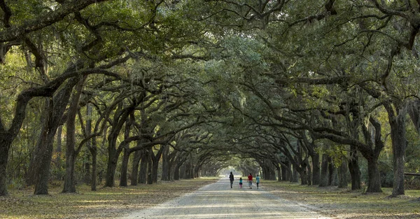 Family strolling under canopy of live oaks in American South