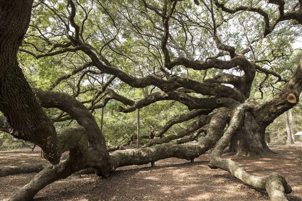 Angel Oak Κοντά Στο Τσάρλεστον Στη Νότια Καρολίνα — Φωτογραφία Αρχείου