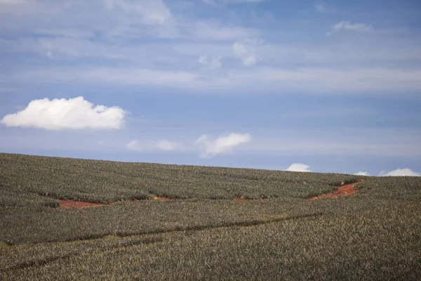 Ananasfält Kenya — Stockfoto