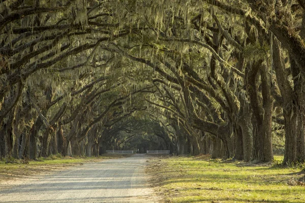 Avenue of Oaks in Amerikaanse Deep South — Stockfoto