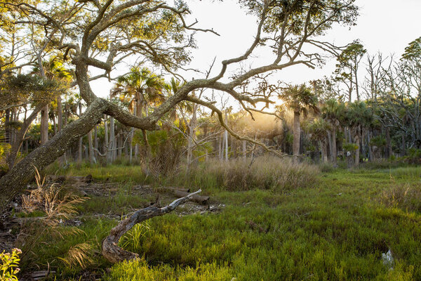 Лесные деревья и зеленый травянистый луг в парке Hunting Island State Park Южная Каролина, США

