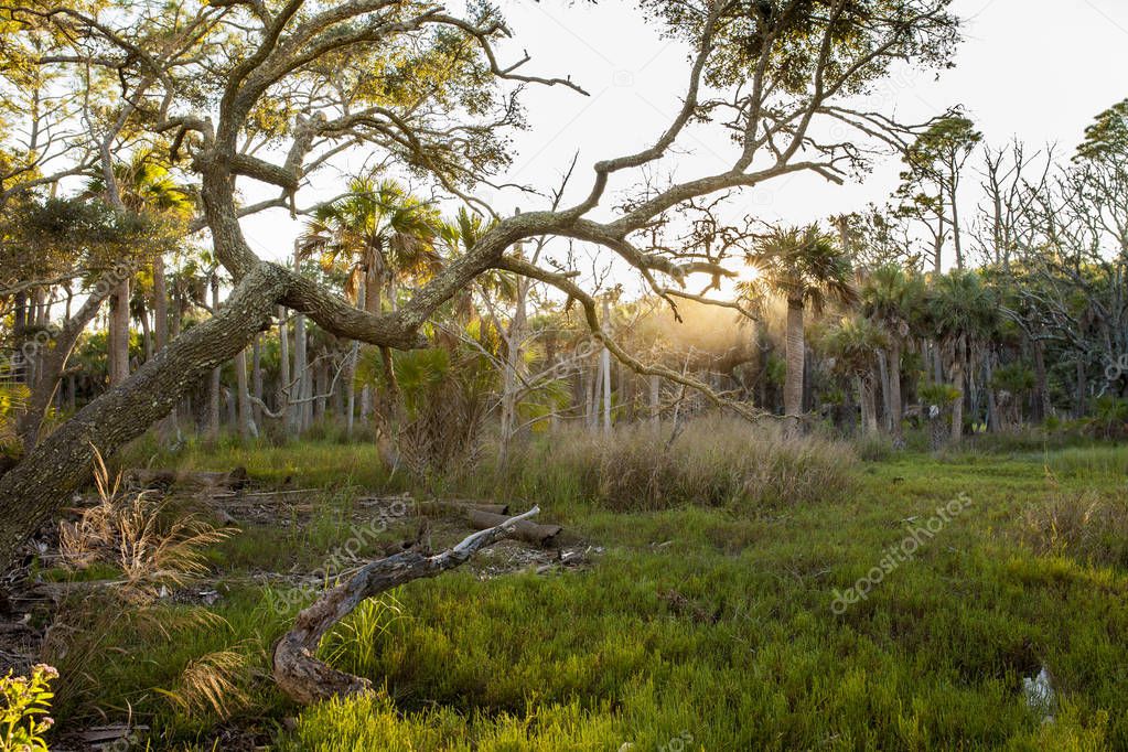 Forest trees and green grassy meadow in Hunting Island State Park South Carolina, USA