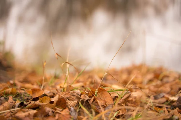 Bellissimi colori dell'autunno con foglie d'oro — Foto Stock