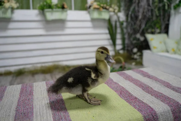 Schattige kleine eendjes met grote snavels — Stockfoto