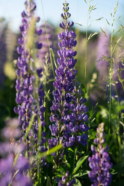 Lupins sont des fleurs sauvages de pourpre, rose et blanc au soleil — Photo