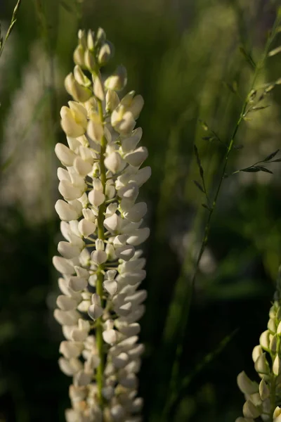 Lupins sont des fleurs sauvages de pourpre, rose et blanc au soleil — Photo