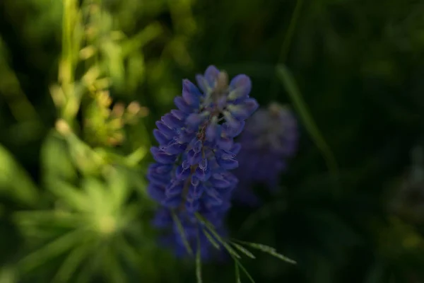 Lupins - полевые цветы фиолетового, розового и белого цвета на солнце — стоковое фото