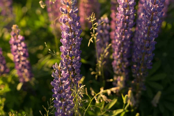 Tremoços são flores silvestres de roxo, rosa e branco ao sol — Fotografia de Stock