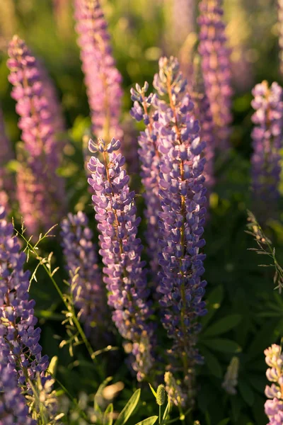 Lupins güneş ışığında mor, pembe ve beyaz kır çiçekleri vardır — Stok fotoğraf