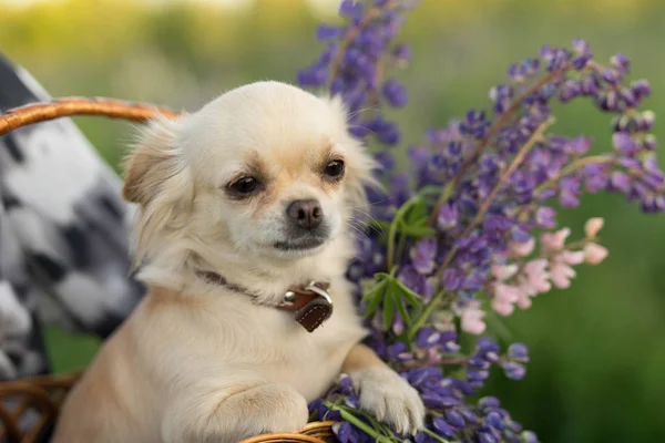 çiçeklerle bir hasır sepette oturan bir yaka küçük köpek