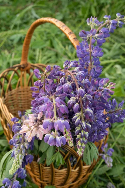 Belas flores de tremoço em uma cesta redonda de vime — Fotografia de Stock