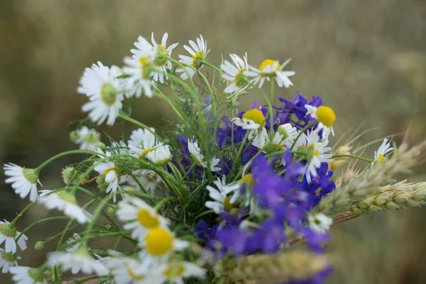 Bukiet jasnych kolorowych kwiatów na niewyraźne tło — Zdjęcie stockowe