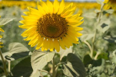 Güneş tarafından aydınlatılmış parlak sarı ayçiçeği güzel alan