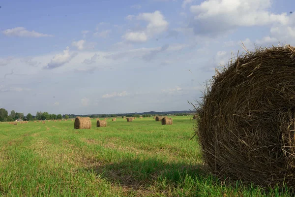 Palheiros em um grande campo verde e na floresta de fundo — Fotografia de Stock