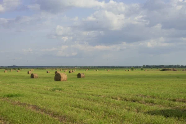 Palheiros em um grande campo verde e na floresta de fundo — Fotografia de Stock