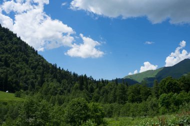 Abhazya'da alp yeşili çayırlar