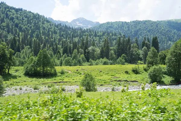 Abhazya'da alp yeşili çayırlar — Stok fotoğraf