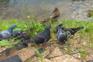 büyük güvercinler nehir yakınında yürümek