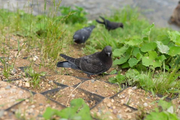 Büyük güvercinler nehir yakınında yürümek — Stok fotoğraf