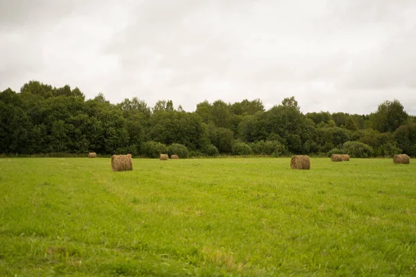 Palheiros em um campo verde — Fotografia de Stock