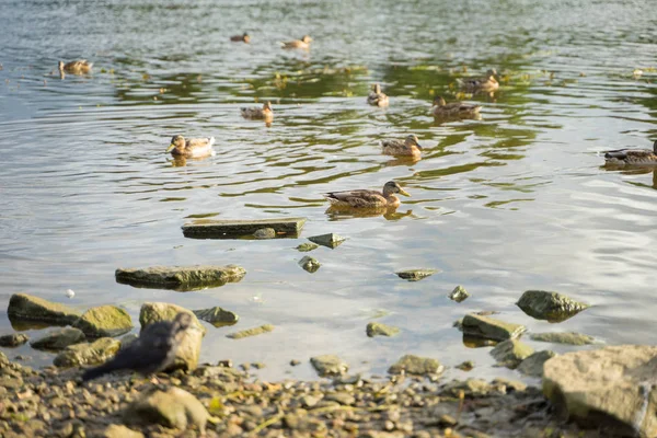 Grands canards nagent dans la rivière — Photo