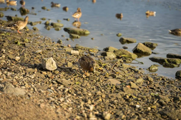 Grands canards nagent dans la rivière — Photo