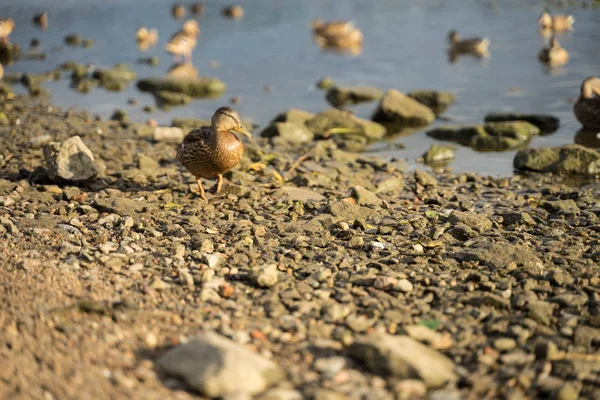 Large ducks swim in the river — Stock Photo, Image