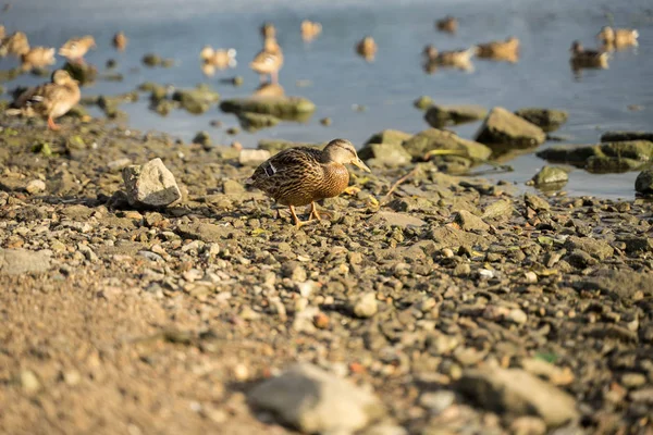 Large ducks swim in the river — Stock Photo, Image