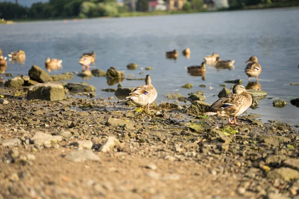 Büyük ördekler nehirde yüzmek — Stok fotoğraf