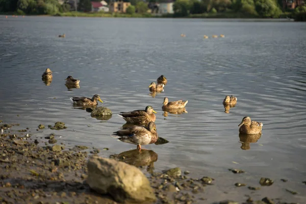 Büyük ördekler nehirde yüzmek — Stok fotoğraf