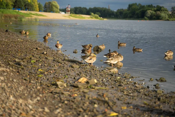 Grands canards nagent dans la rivière — Photo