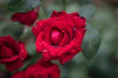 yeşil bir çalı üzerinde kırmızı güller