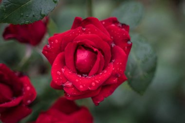 yeşil bir çalı üzerinde kırmızı güller