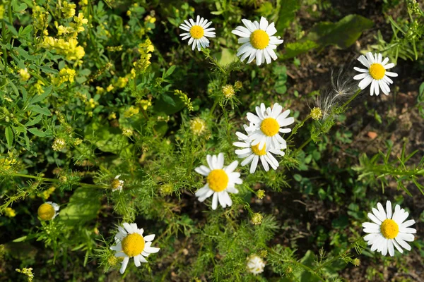 Stokrotka kwiatów z zieloną trawą — Zdjęcie stockowe