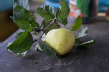 bir dal üzerinde yeşil elma