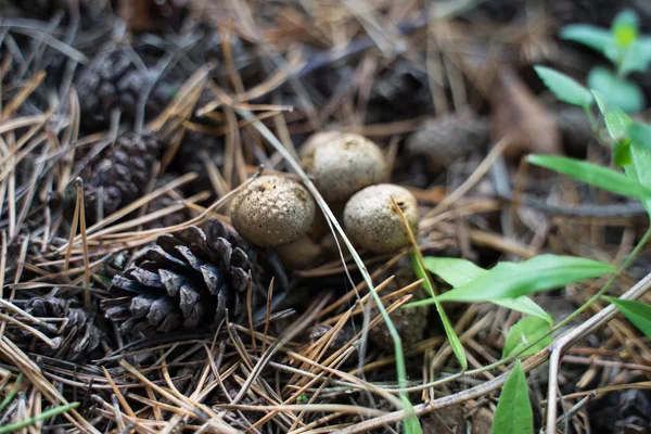 forest still life - cones, toadstools, tree