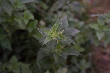 çok yanan bitki - ısırgan