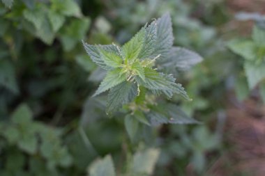 çok yanan bitki - ısırgan