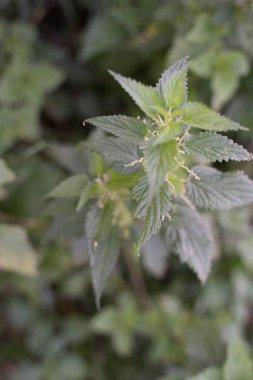 çok yanan bitki - ısırgan