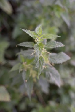 çok yanan bitki - ısırgan