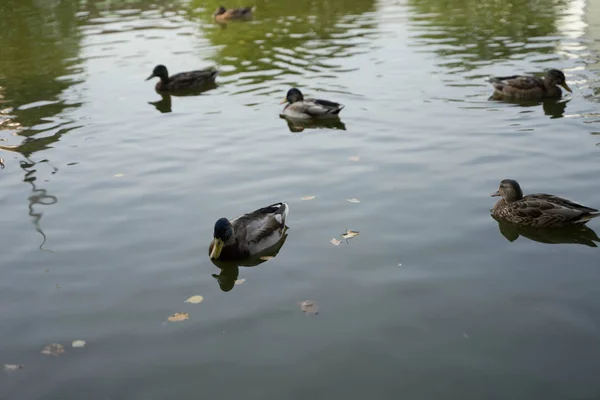 Canards et cygnes noirs avec de petits cygnes — Photo