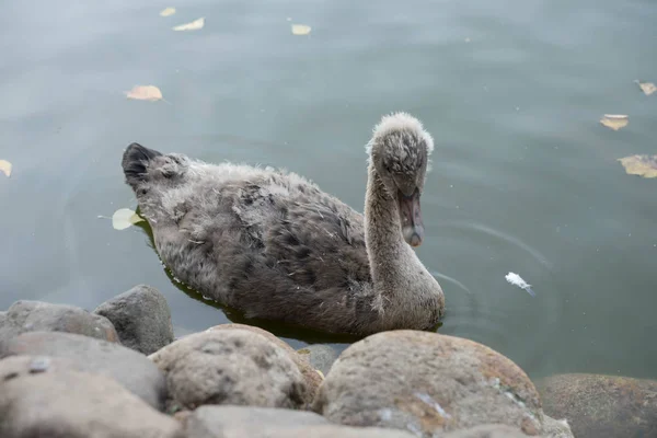 Patos e cisnes negros com pequenos cisnes — Fotografia de Stock