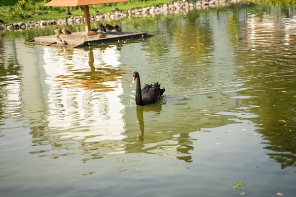 Küçük kuğuile ördekler ve siyah kuğular — Stok fotoğraf