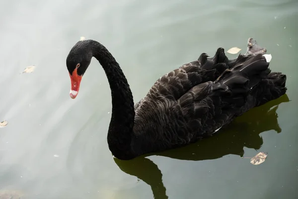 Patos e cisnes negros com pequenos cisnes — Fotografia de Stock