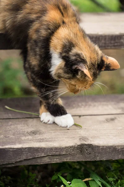 Trikolórní kočka se přikrčí — Stock fotografie