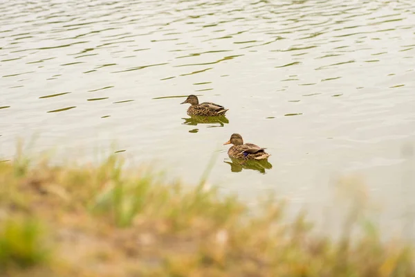 Deux canards nagent dans l'étang — Photo