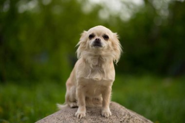Bej renkli chihuahua köpeği bir taşın üzerinde oturuyor.