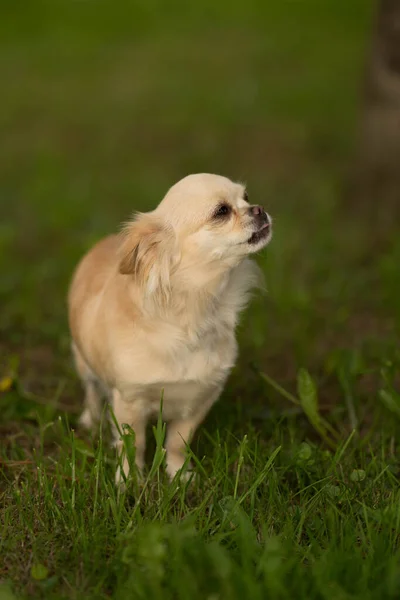 Beige chihuahua hund sitter på en sten — Stockfoto