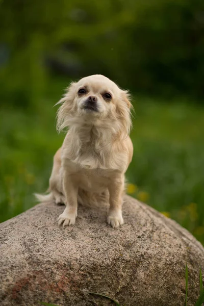 Perro chihuahua beige sentado en una piedra — Foto de Stock